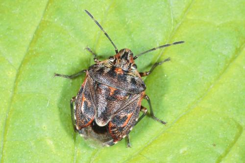 Réf. 228 929 : Holcogaster fibulata